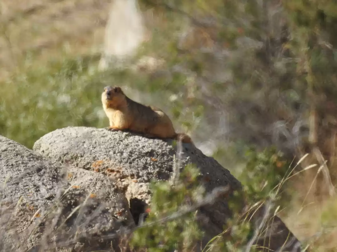 Photo of Animals of Ladakh