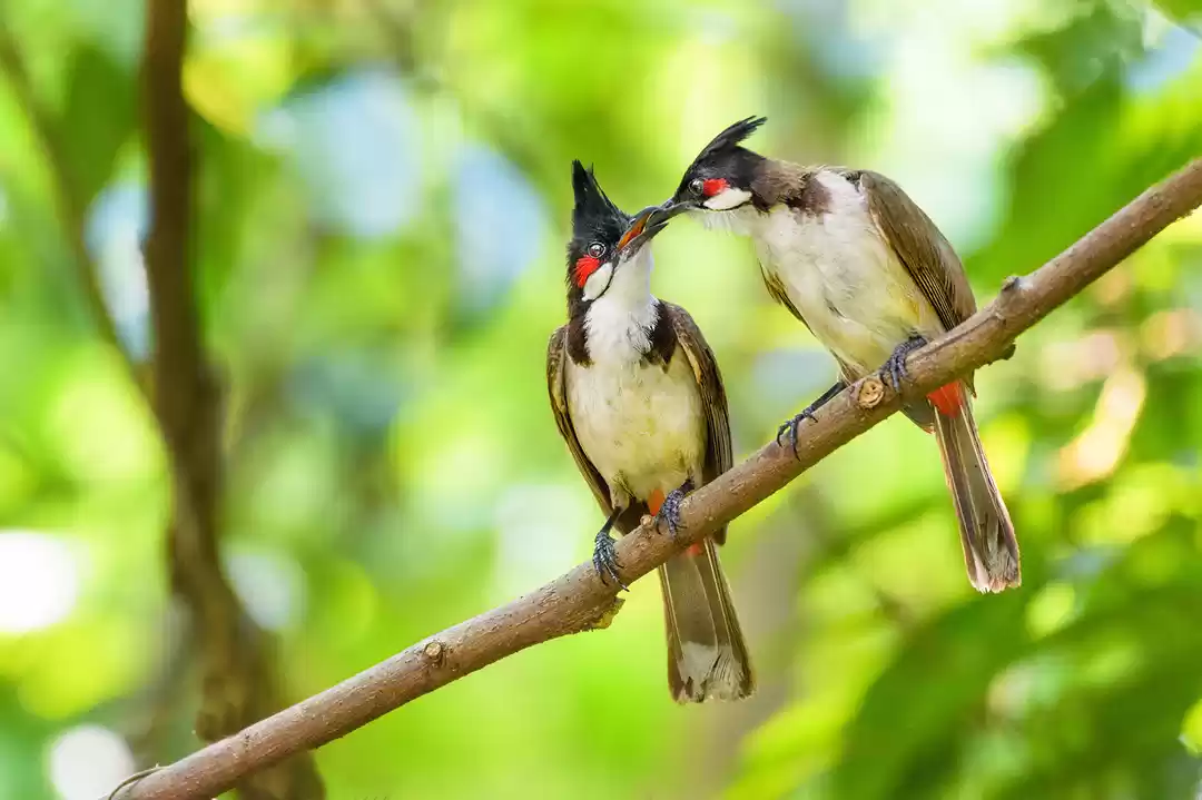 Photo of Chintamani Kar Bird