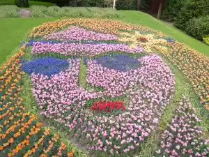 Photo of Tulips in Keukenhof