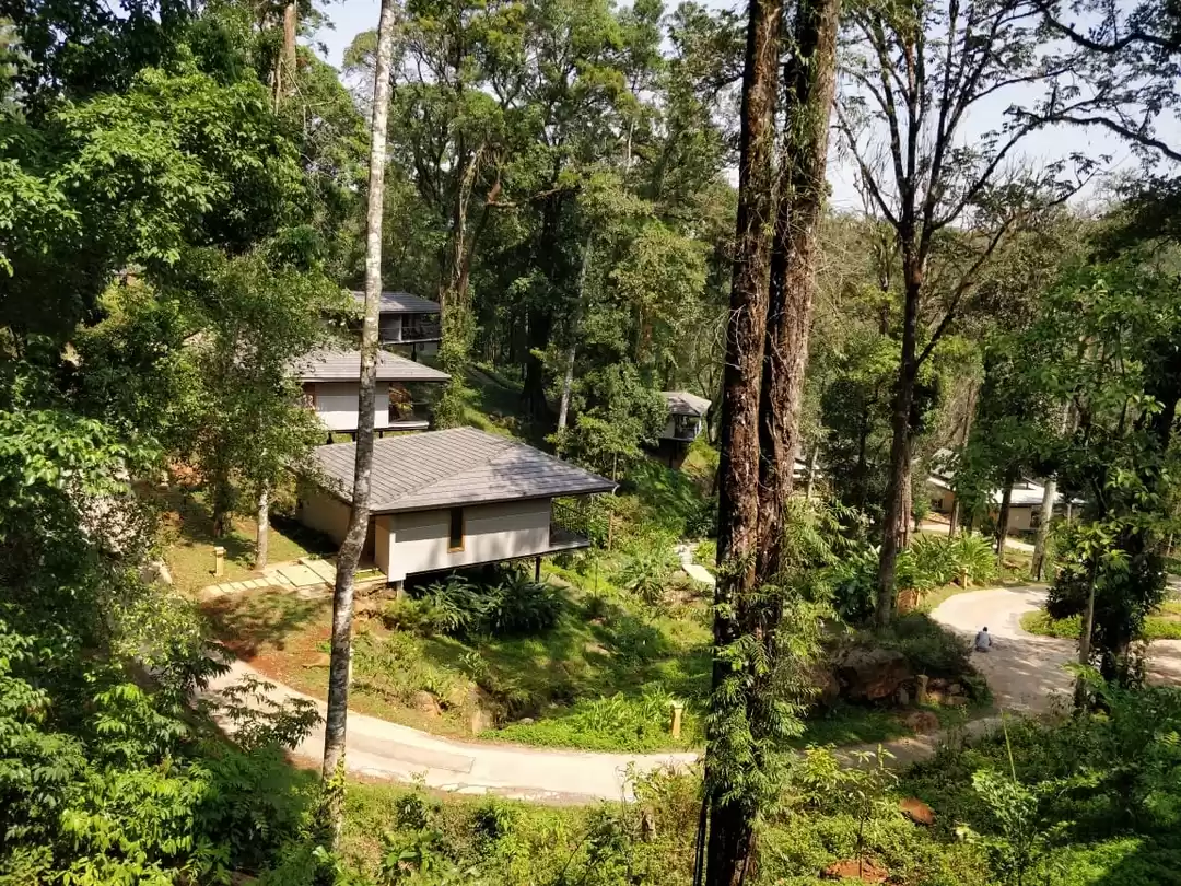 Photo of Amidst the forest in