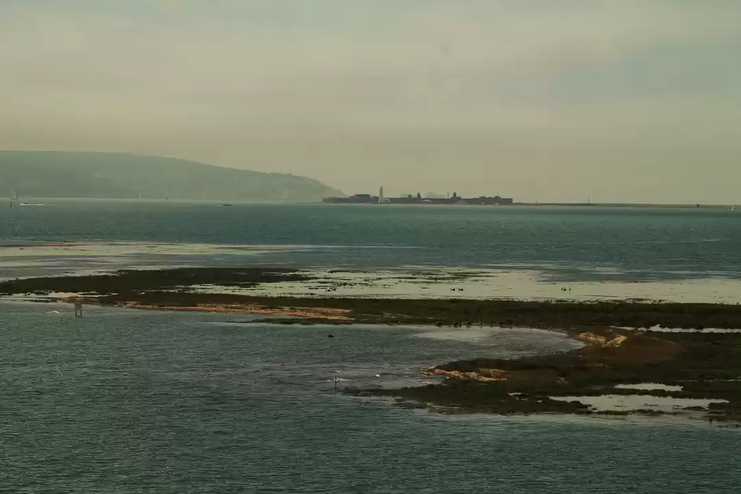 Photo of To smell the Dinosau