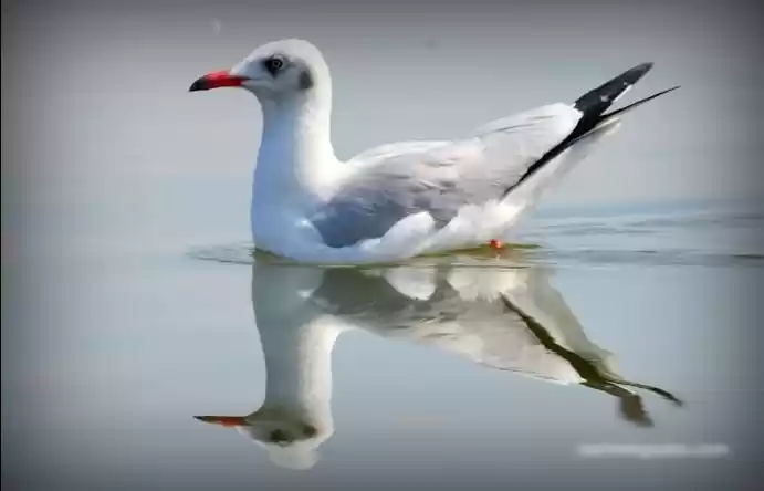 Photo of Kumbhargaon Bird San