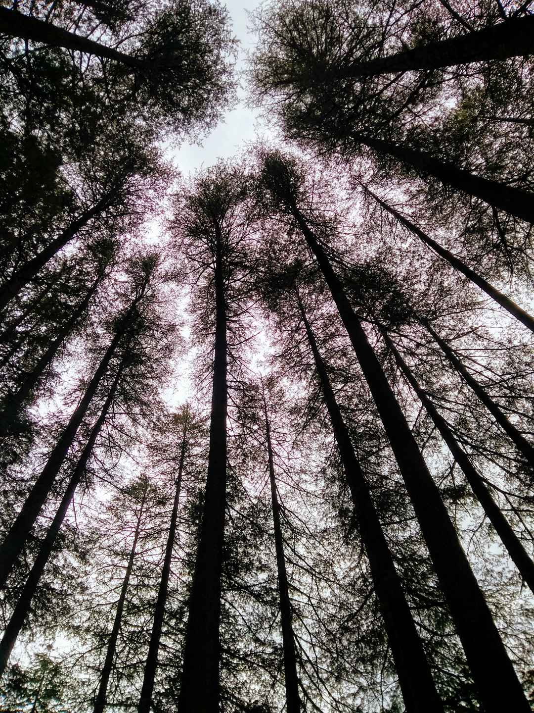 The Fairy Forest In Himachals Pulga Tripoto Fairy forest trail, pulga, india. the fairy forest in himachals pulga