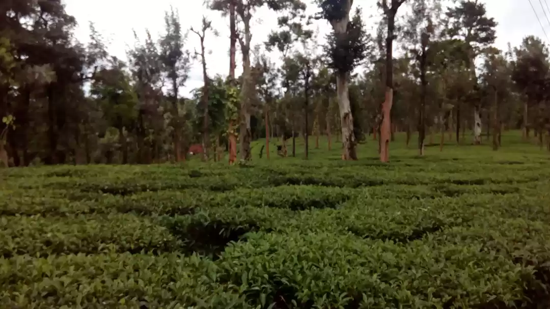 Photo of A Night At A Tea Est