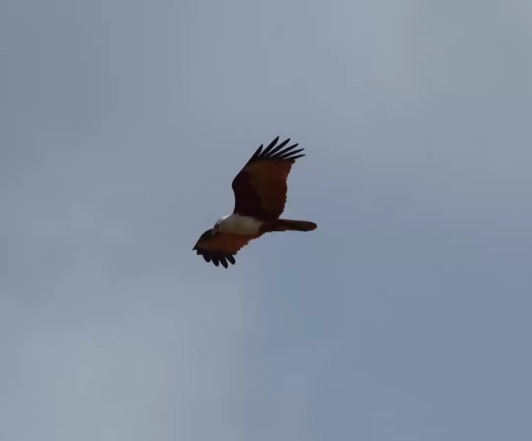 Photo of Bird Watching, Sight