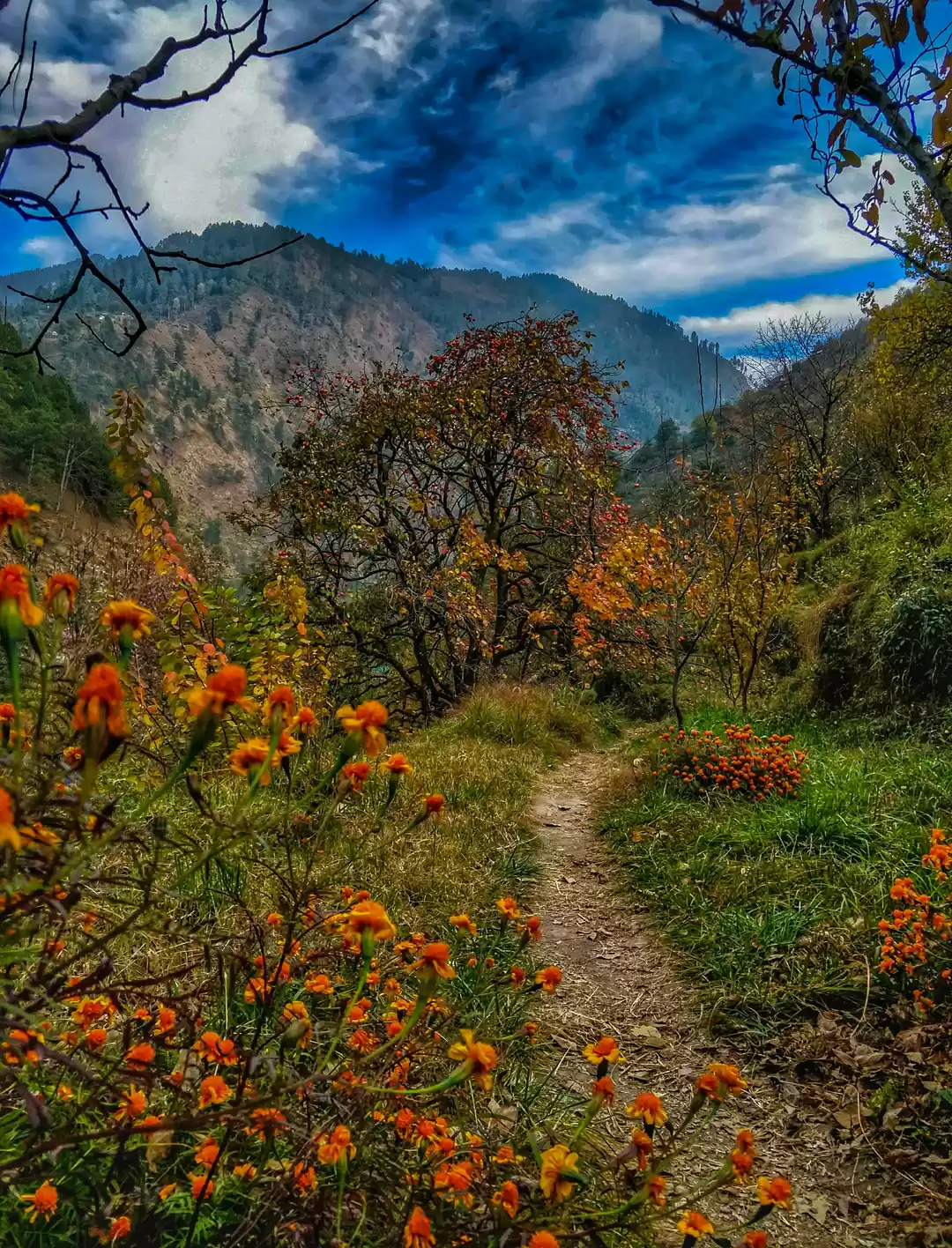 Photo of Gushaini - Peace amo