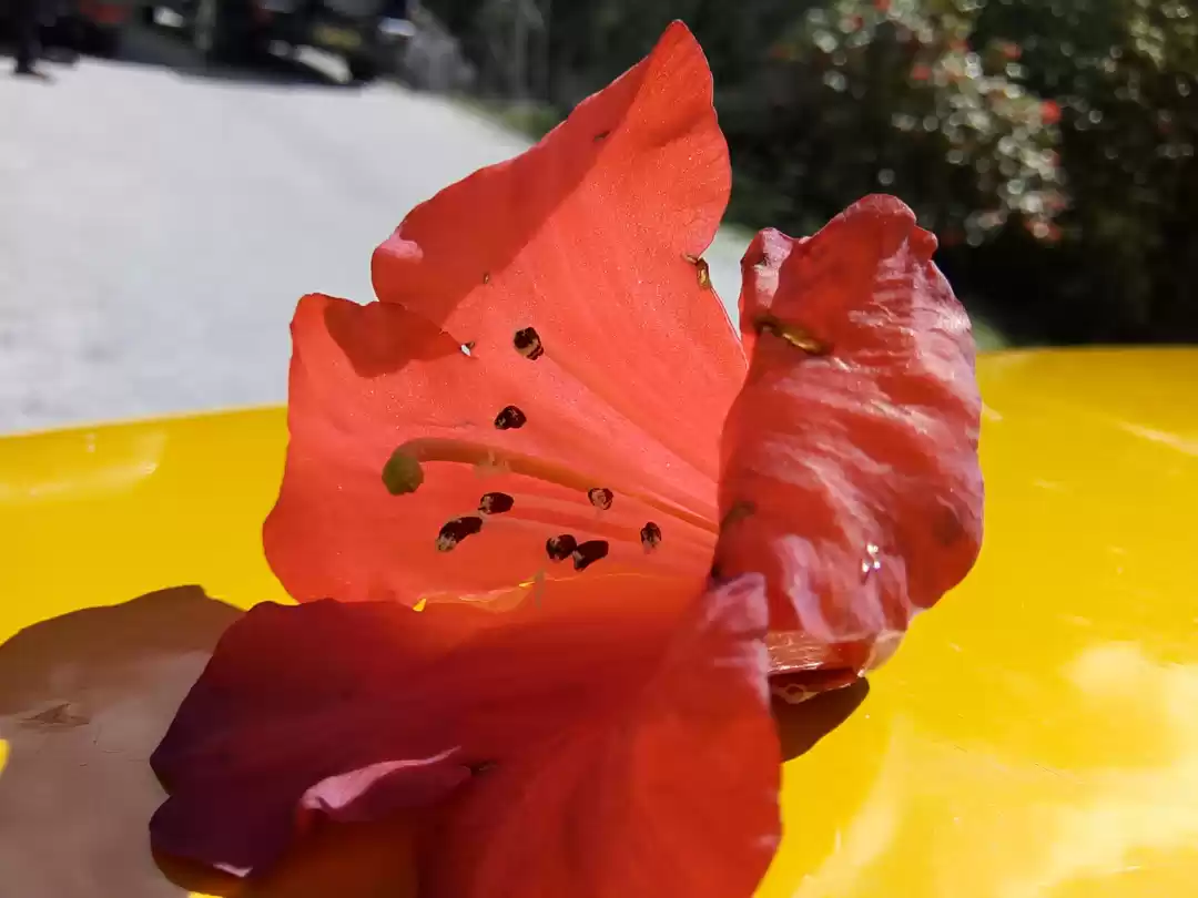 Photo of A floral dream come 