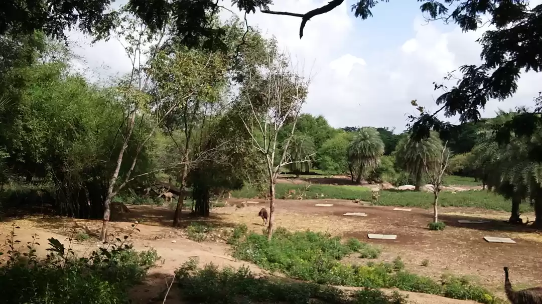 Photo of Nehru Zoological Par