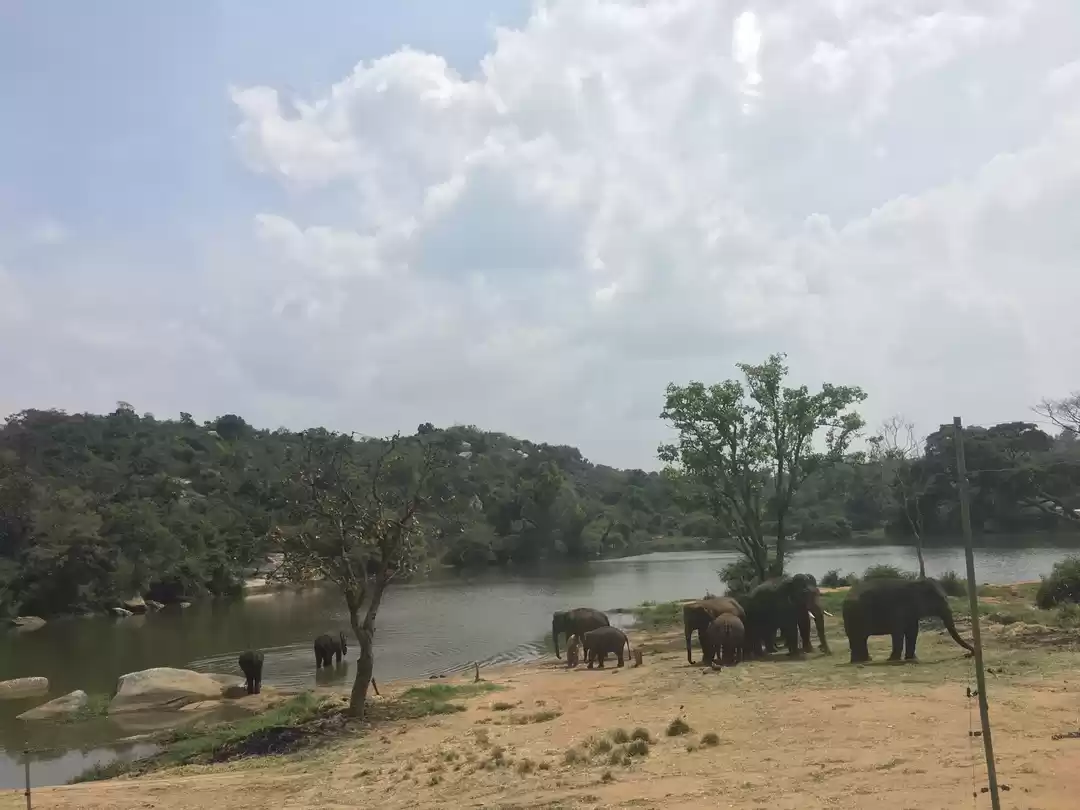 Photo of Bannerghatta Nationa