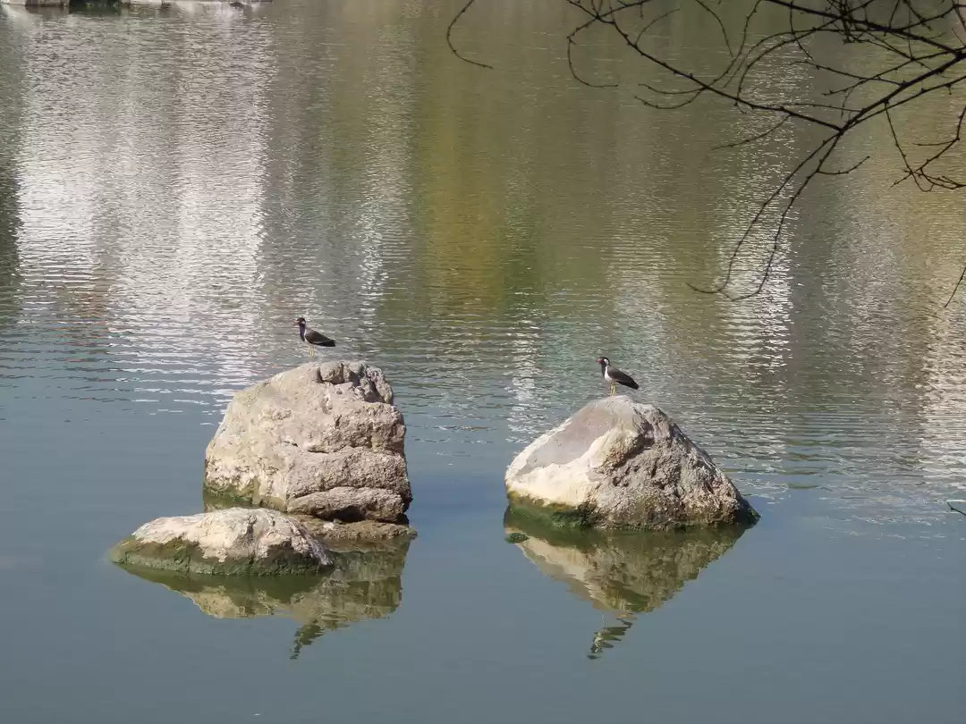 Photo of Lotus Pond-Hidden Be