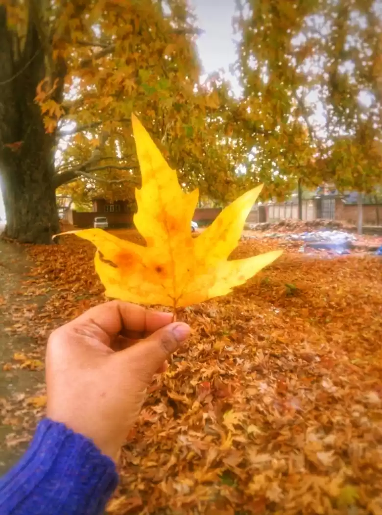 Photo of Fall colors of Kashm