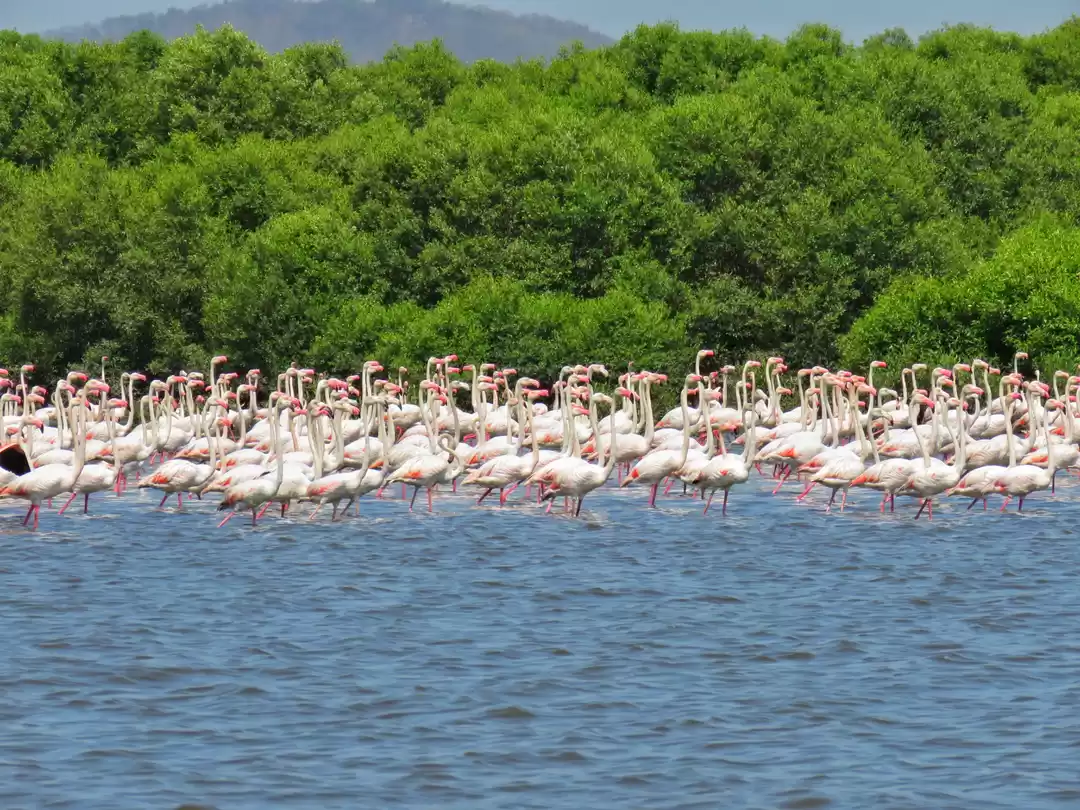 Photo of Winter Visitors, Fla