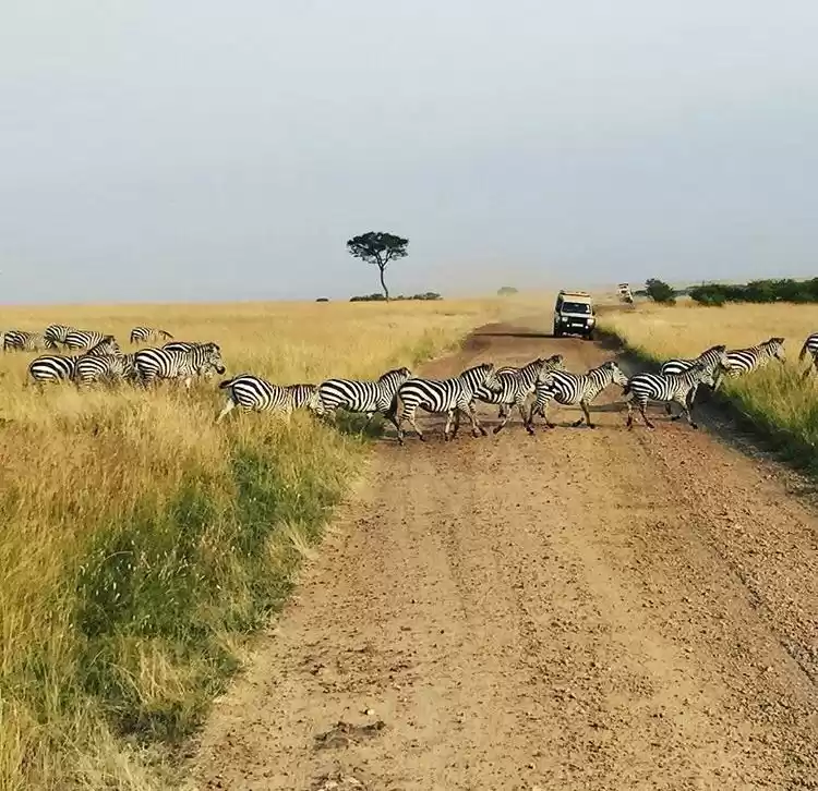 Photo of Wildlife Safari In A