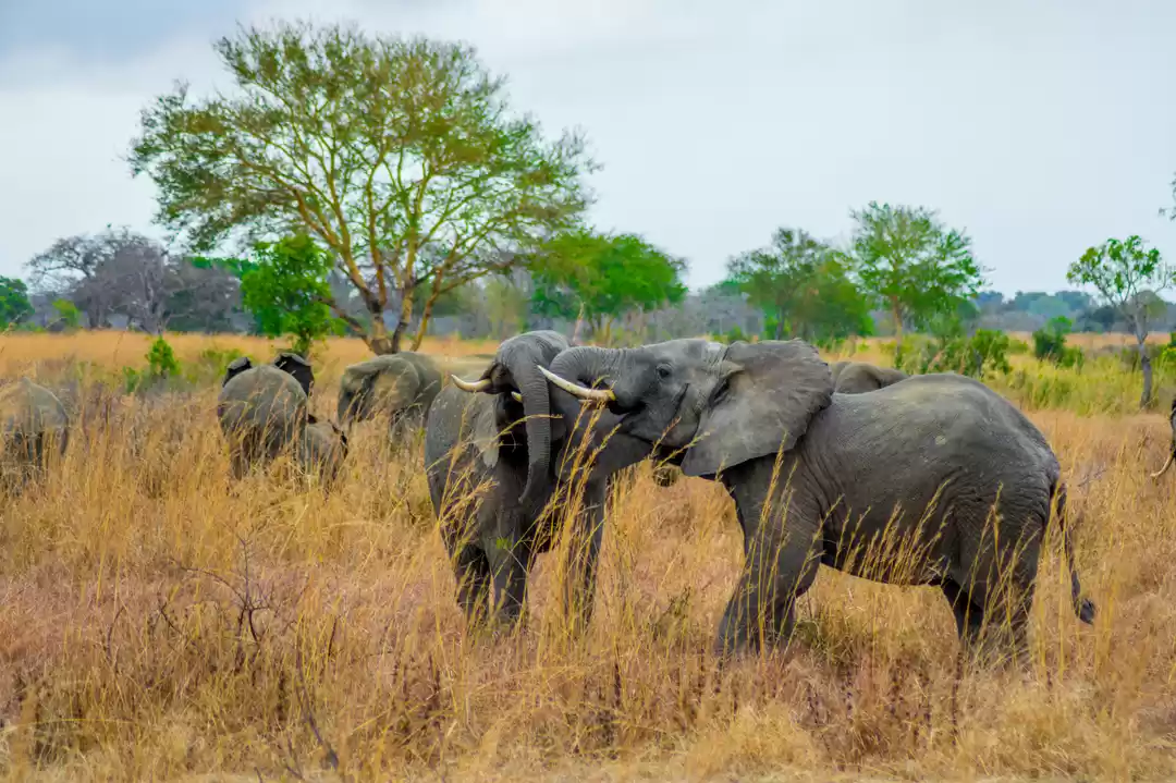 Photo of Tanzania - Safaris &