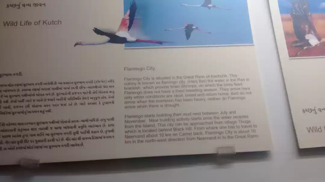 Photo of Gujarat – One more t