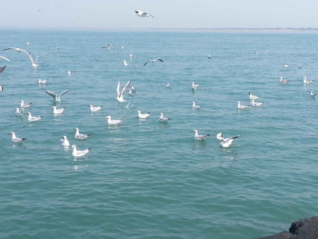 Photo of Dwarka & Bet Dwarka ( Gujarat)