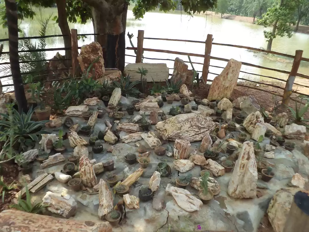 Photo of Amkhoi Fossil Park