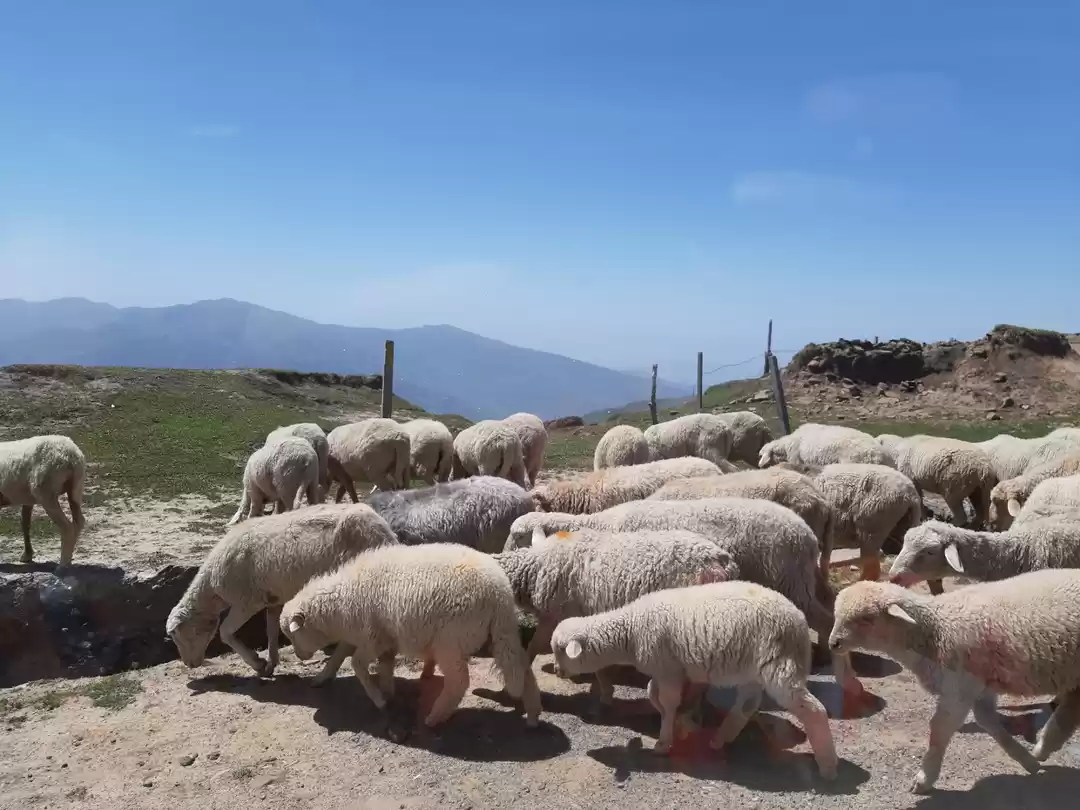 Photo of Amazing Vaishno Devi