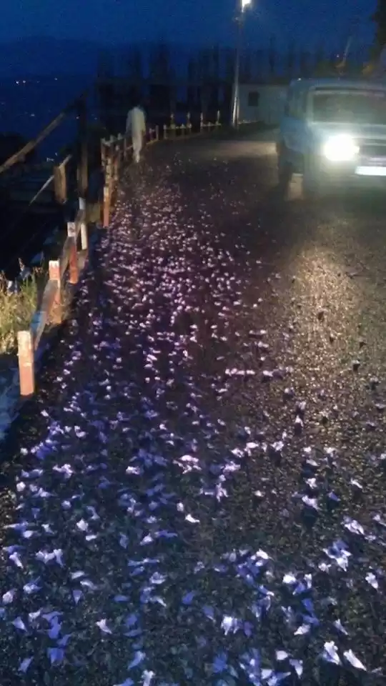 Photo of From A Hidden Home I