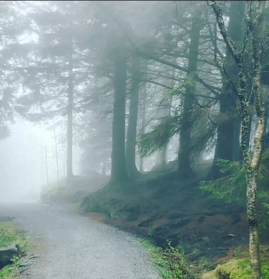 Photo of Lost in the mists of