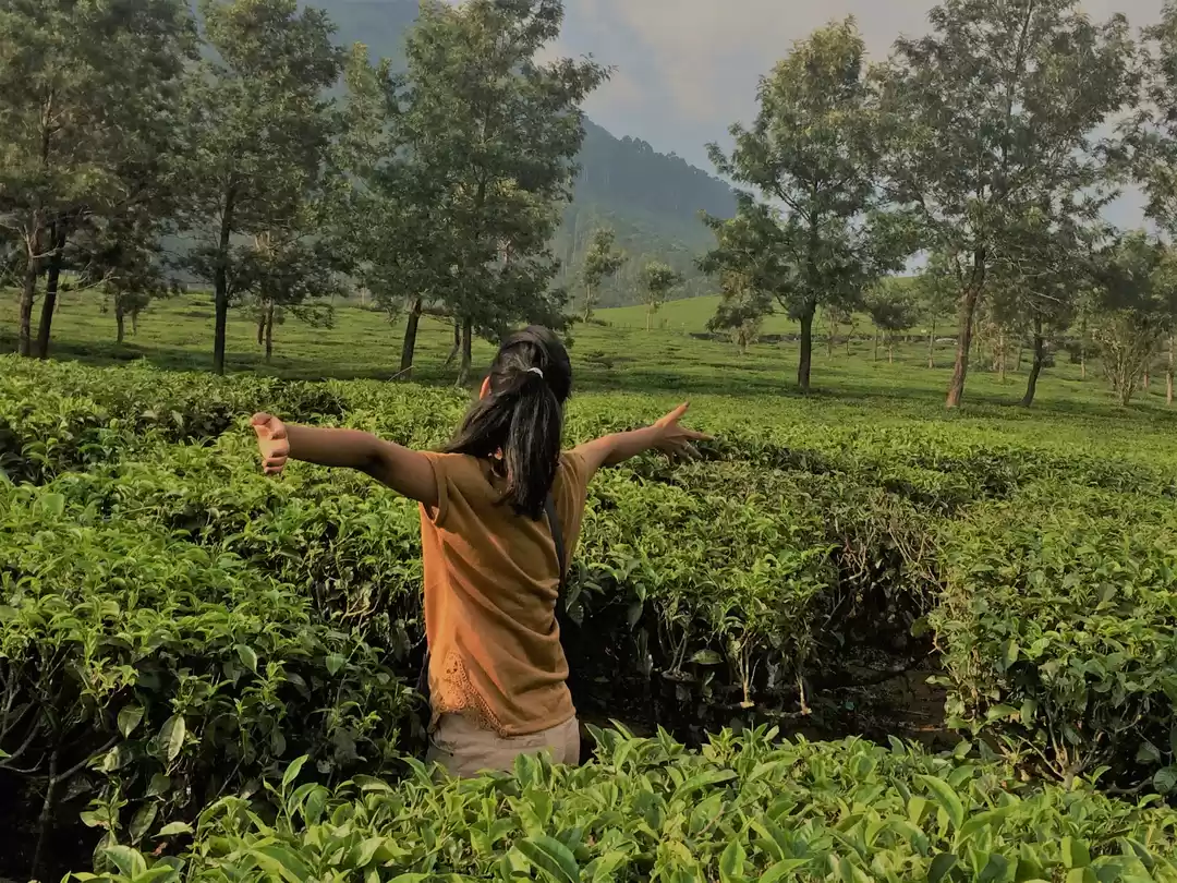 Photo of Munnar+Marayoor= Bli