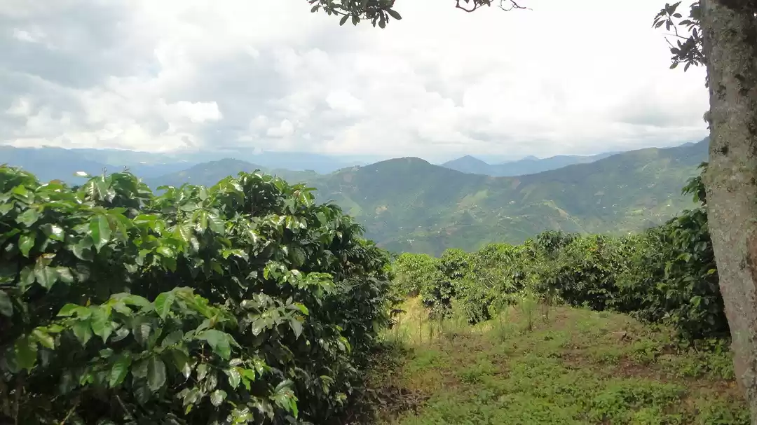 Photo of Exploring the Coffee