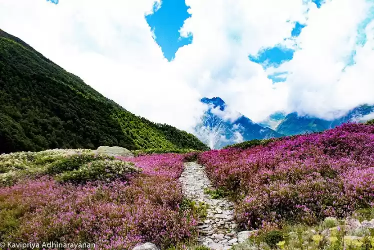 Photo of Valley of flowers na