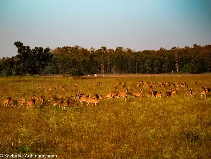 Photo of Pench national park