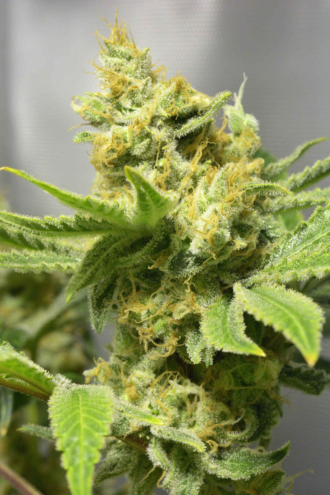 Marijuana Beyond Himalayas Indias Weed Hotspots That Are Not In Himachal Tripoto Weed for 300 to 350 bucks would get you more than what you get in the city for 700 and more including pune from what i have seen. marijuana beyond himalayas indias weed