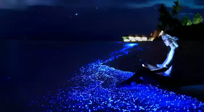 Photo of Bioluminescence at I