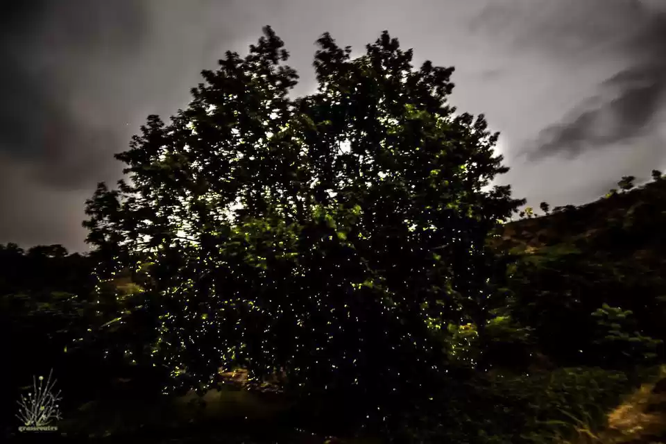 Photo of Experience the Firef