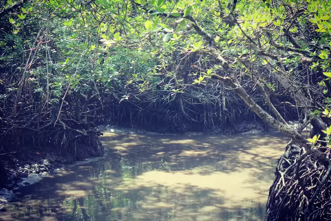 Photo of Mangroves of Andaman