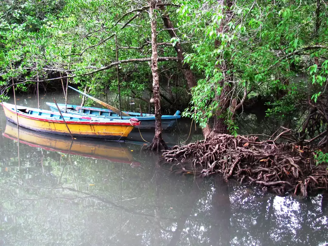 Photo of Carve your way to th