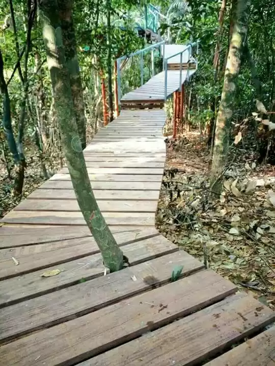 Photo of India's first canopy