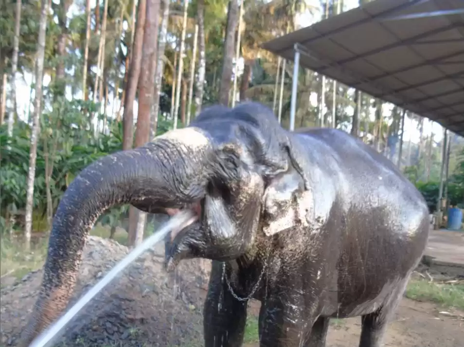 Photo of Magnolious Munnar