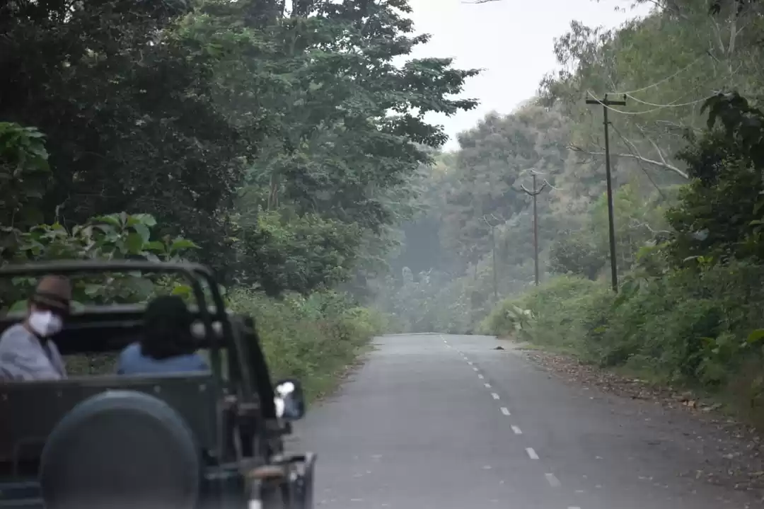 Photo of My jungle safari in 