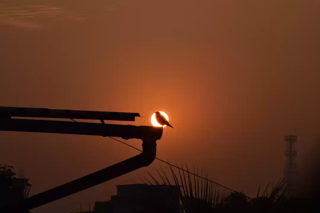 Photo of Early bird, catches 