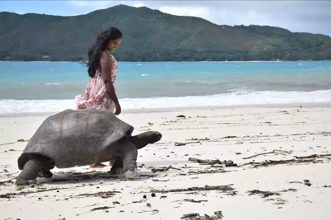 Photo of Gentle Giants of Cur