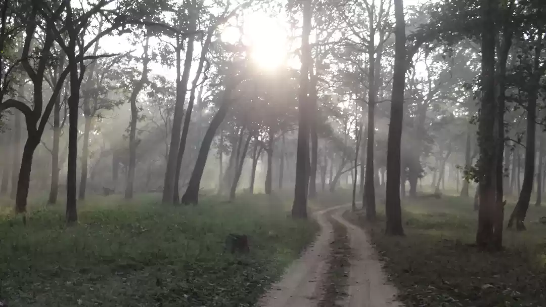 Photo of Somewhere in the wil