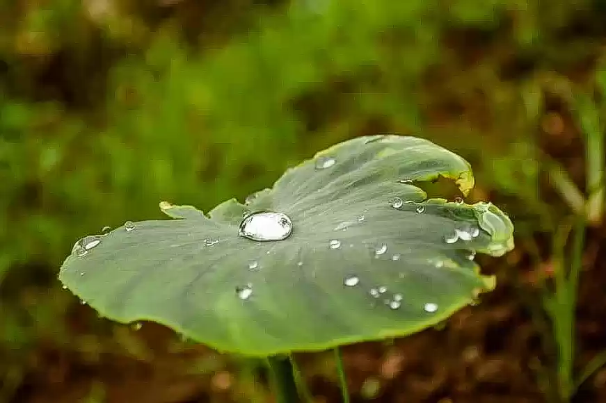 Photo of Peb-Vikatgadh – A le