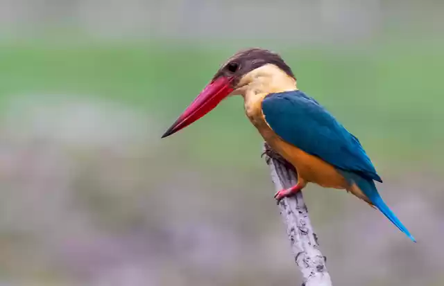 Photo of Not Just Birders