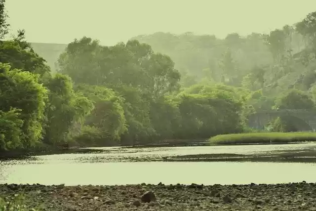 Photo of The Glowing Forest -