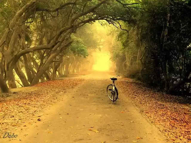 Photo of The Fascinating Fore