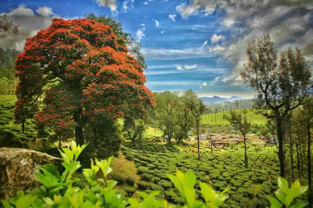 Photo of Valparai-A Roadtrip