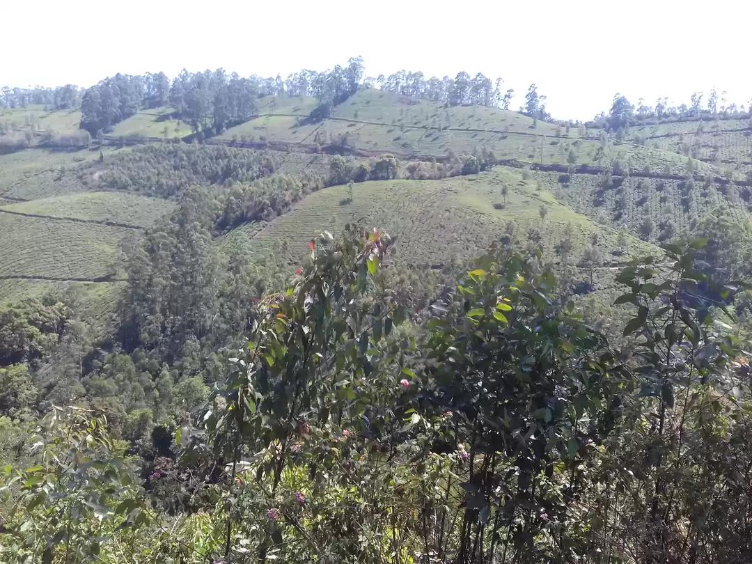 Photo of Kerala - Everything