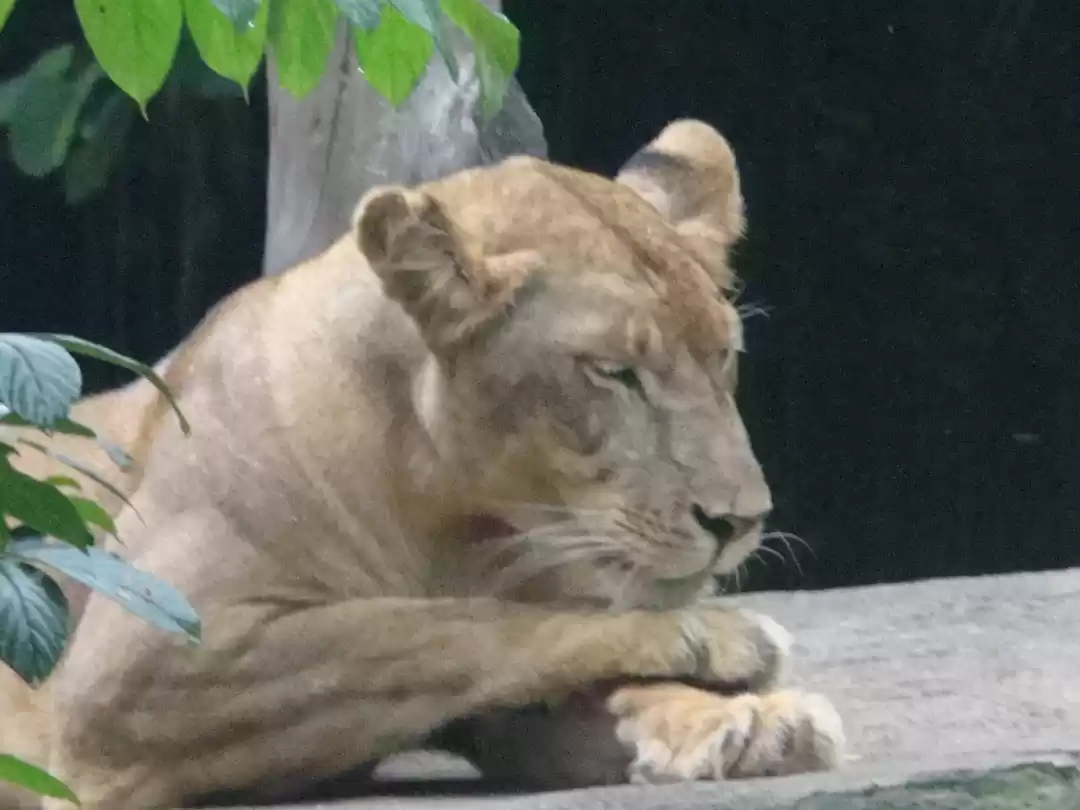 Photo of Bali with A Pen Frie