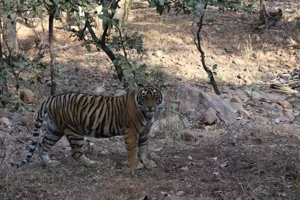 Photo of Jeep Safari in Ranth