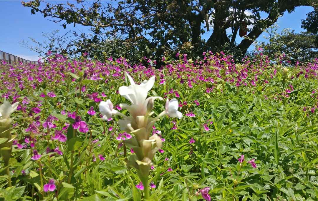 A Valley Of Flowers Kaas Pathar Which Is Best Time To Visit Kaas Tripoto