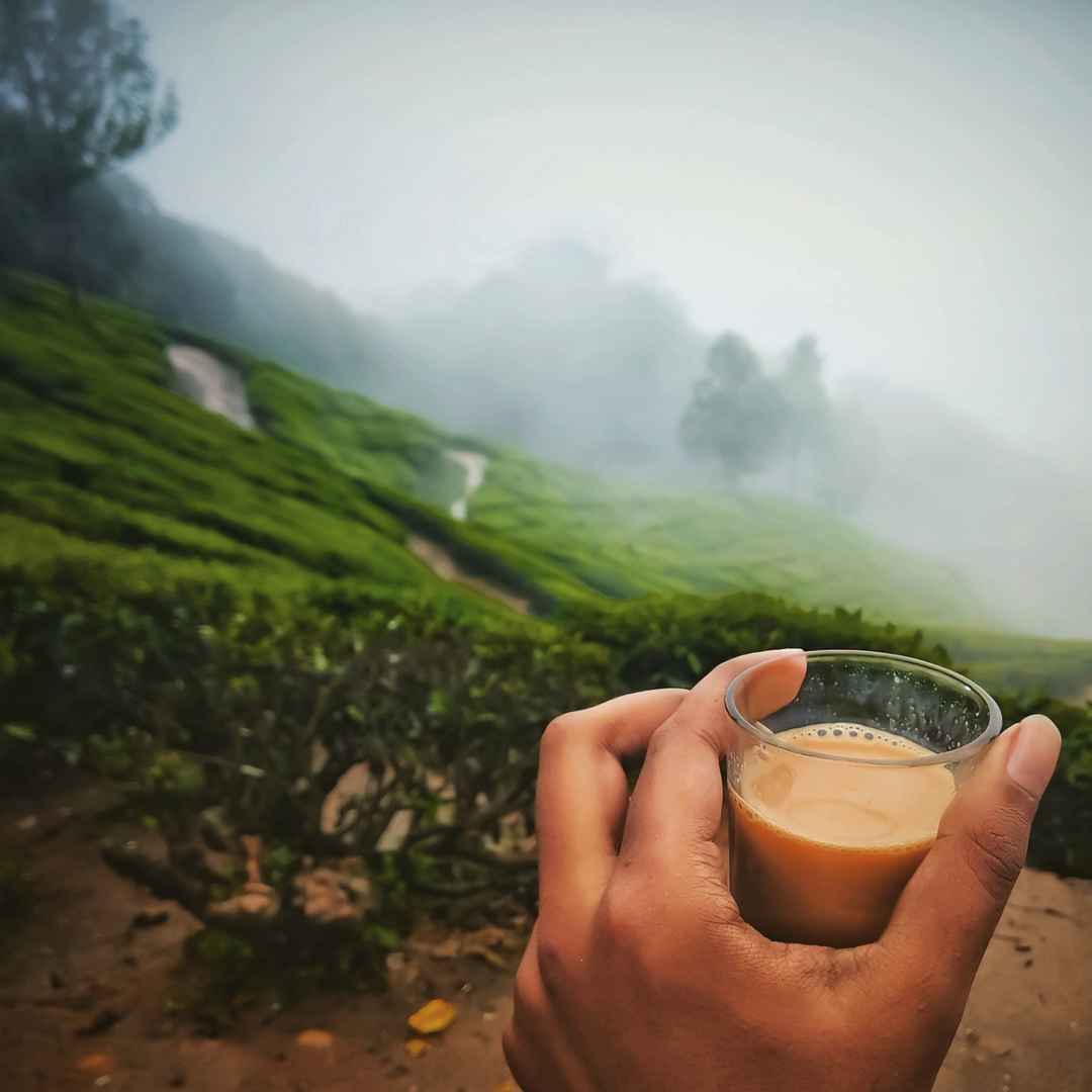 Munnar, the tea capital of Kerala. - Tripoto