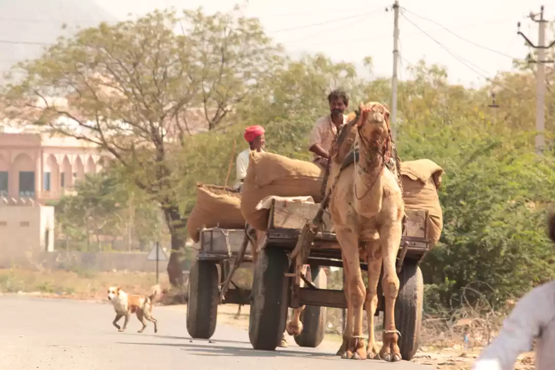 Photo of Simply Pushkar-ed